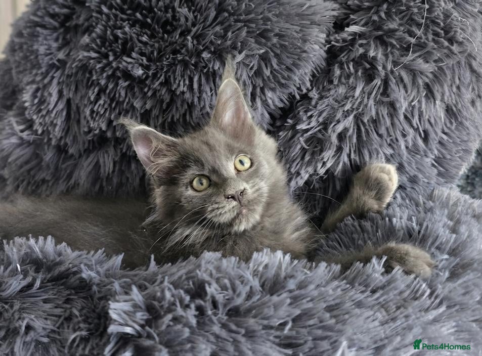 Maine Coon cats Maine coon kittens - Advert 2