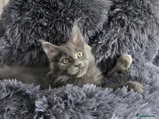 Maine Coon cats Maine coon kittens - Advert 2