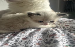 Ragdoll cats for sale: Ragdoll kittens - Image 7