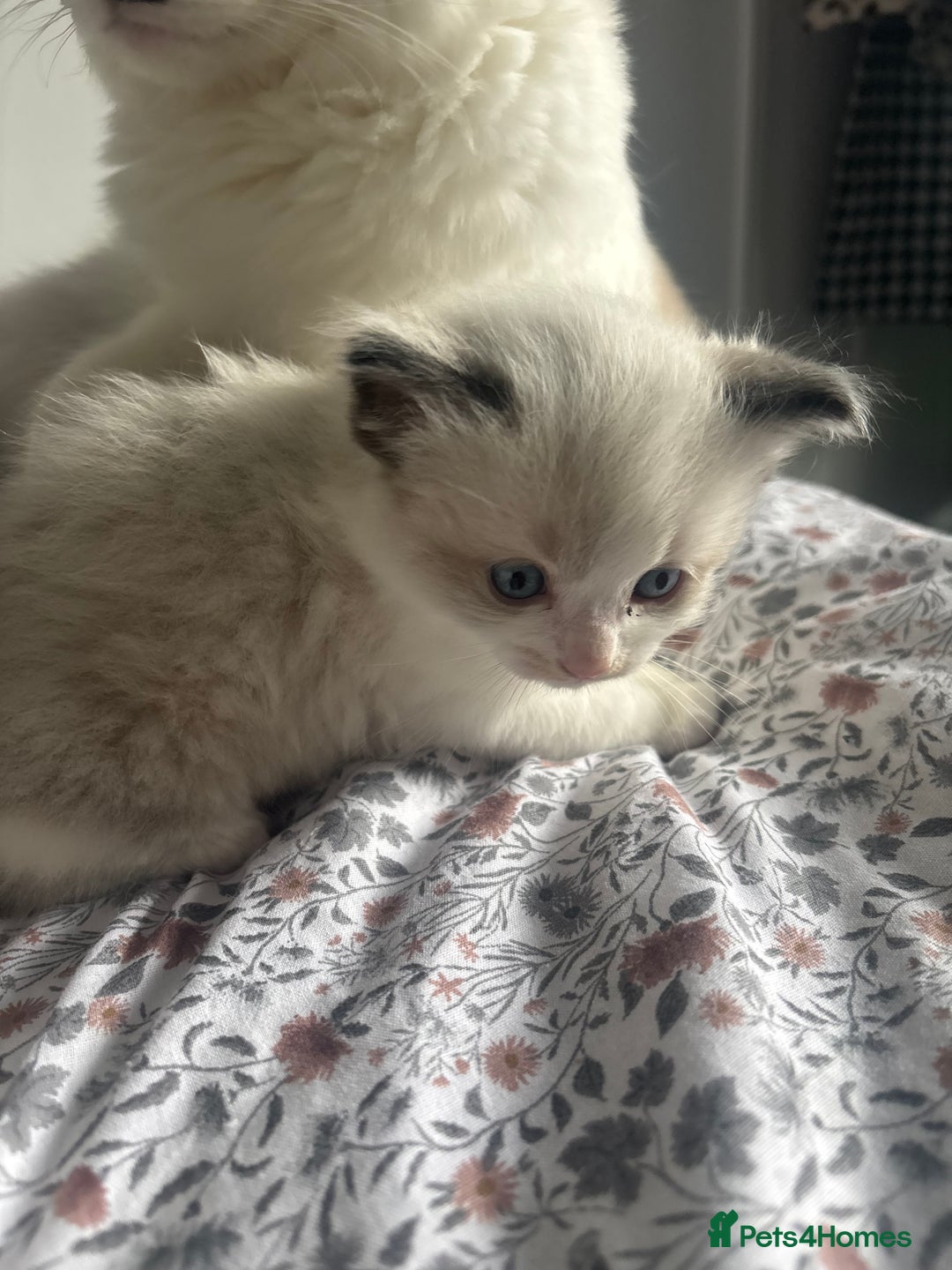 Ragdoll cats for sale: Ragdoll kittens - Image 7