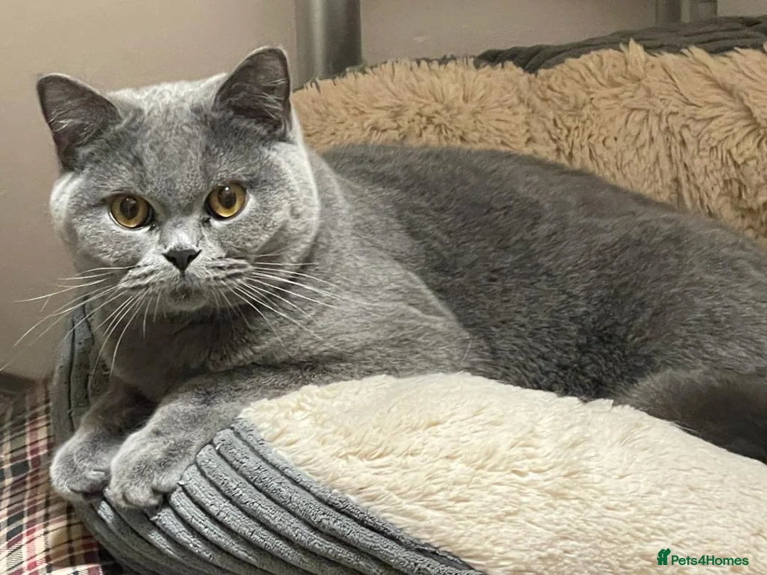 British Shorthair cats for sale: Stunning GCCF  Blue British Shorthair Kittens - Advert 2