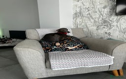 Italian Greyhound dogs for sale: Gorgeous iggy pups - Image 11