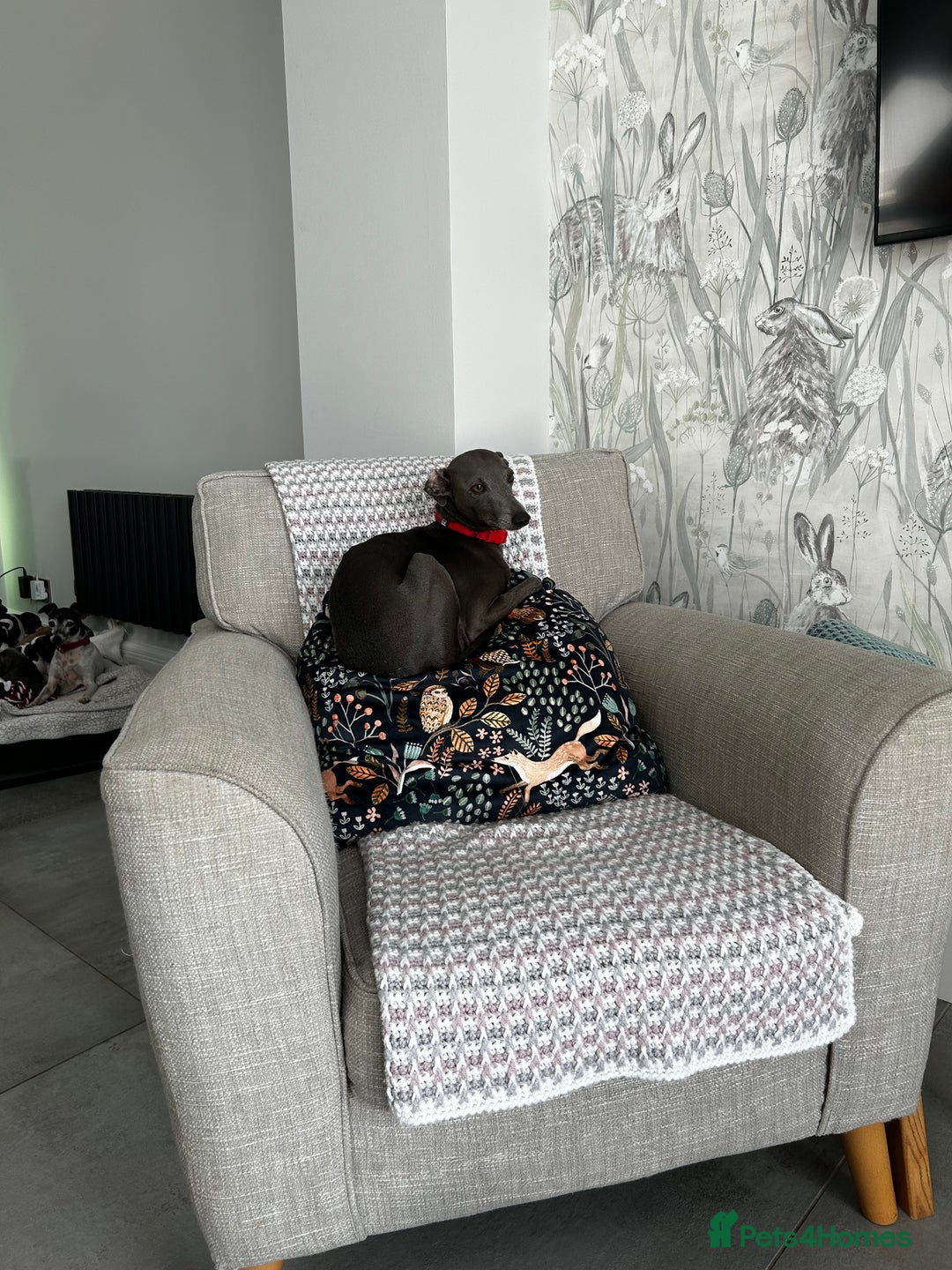Italian Greyhound dogs for sale: Gorgeous iggy pups - Image 11
