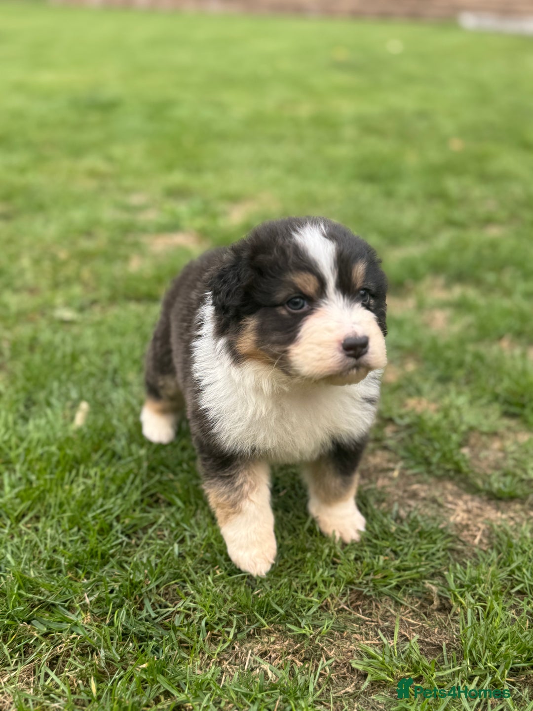 Australian Shepherd dogs for sale: 5 KC registered Australian Shepard puppies - Image 18