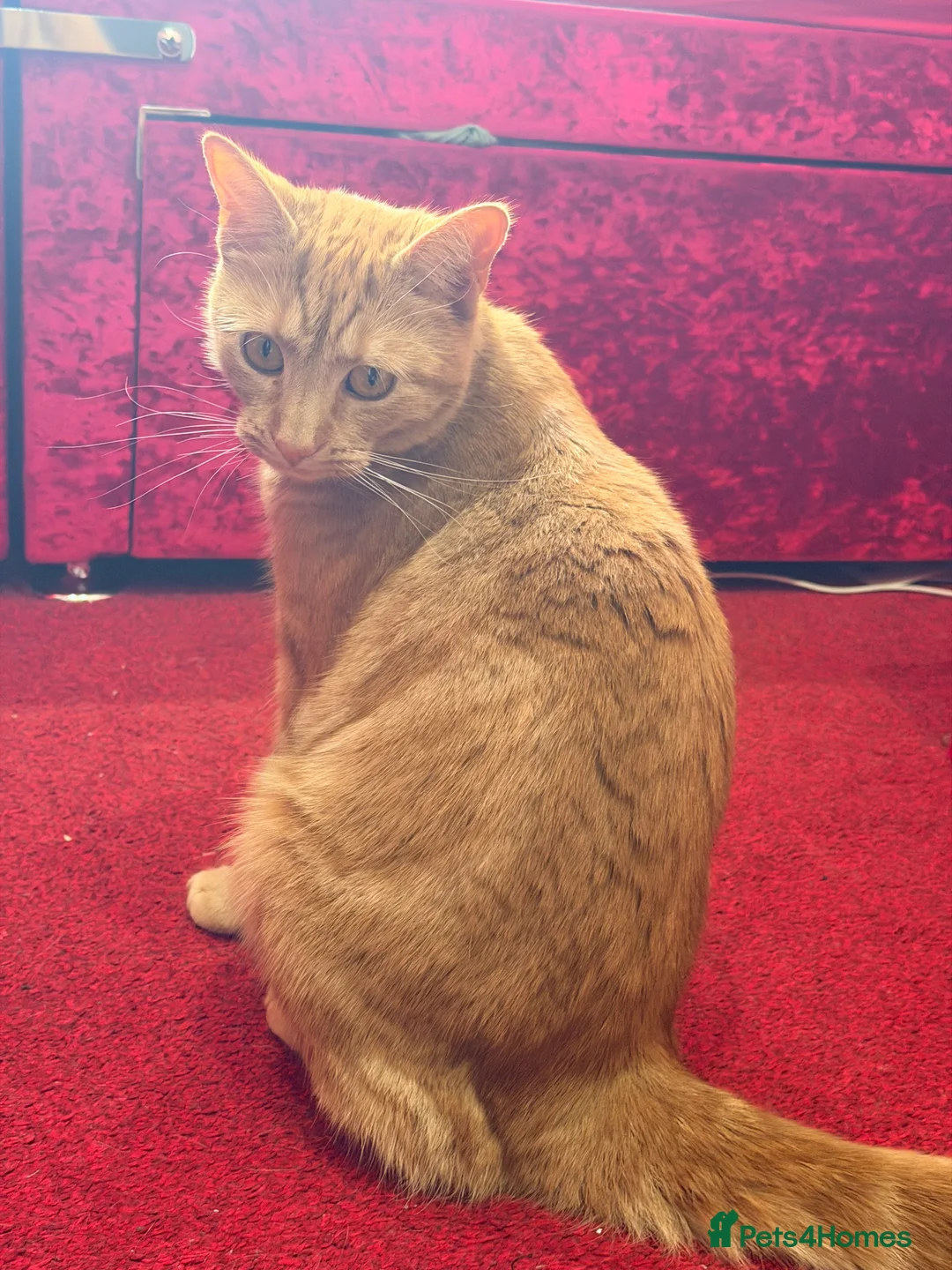 Domestic Shorthair cats for sale: Ginger Female– Vaccinated, Microchipped & Neutered in Huddersfield - Advert 1