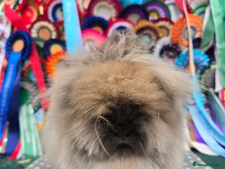 Lionhead rabbits Gorgeous Purebred Lionheads available - Advert 3
