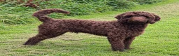 Australian Labradoodle dogs for sale: 🐶Stunning Australian Labradoodles 5⭐Breeder - Advert 14