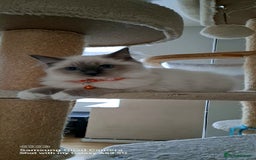 Ragdoll cats for sale: GCCF REG 6 fluffy kittens - Image 10