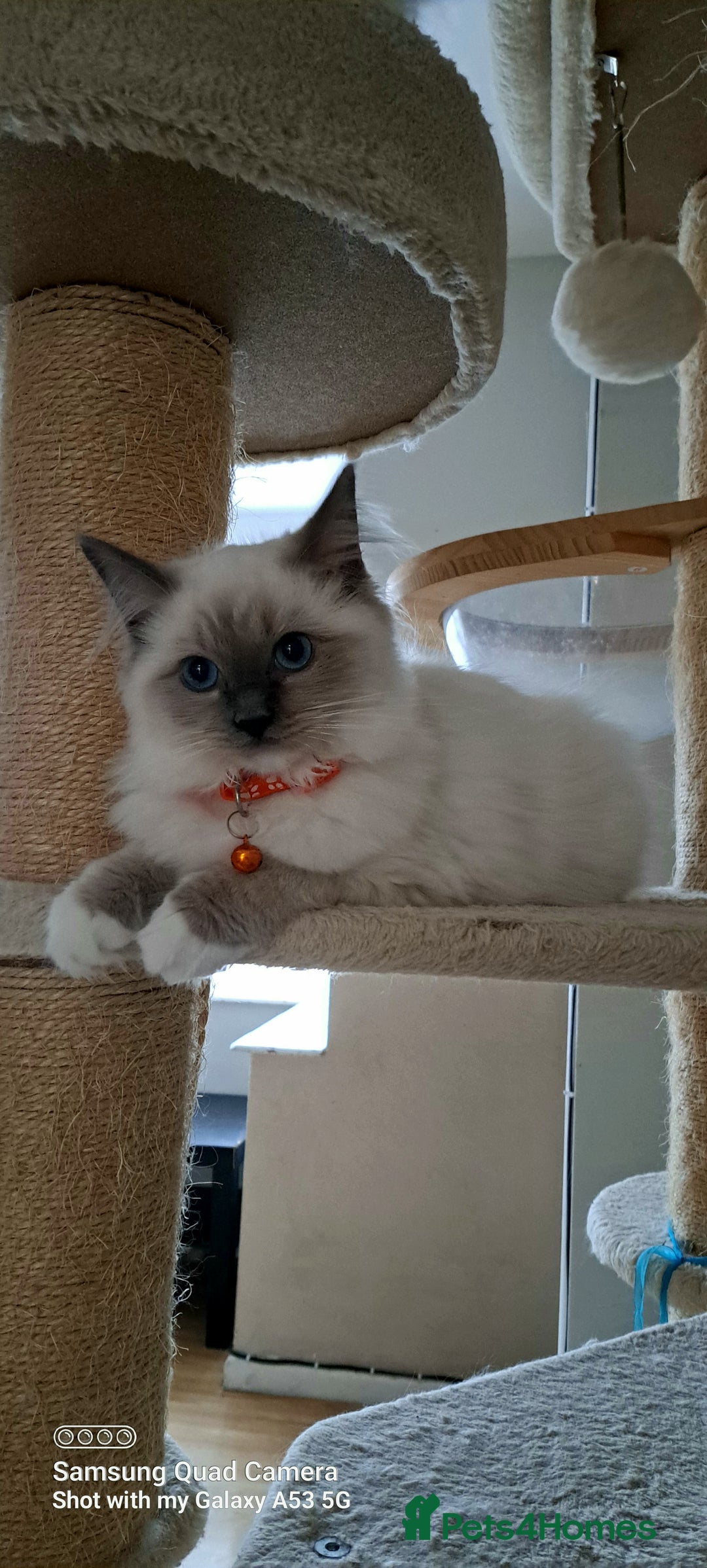 Ragdoll cats for sale: GCCF REG 6 fluffy kittens - Image 10