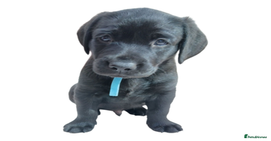 Labrador Retriever dogs - Advert 3