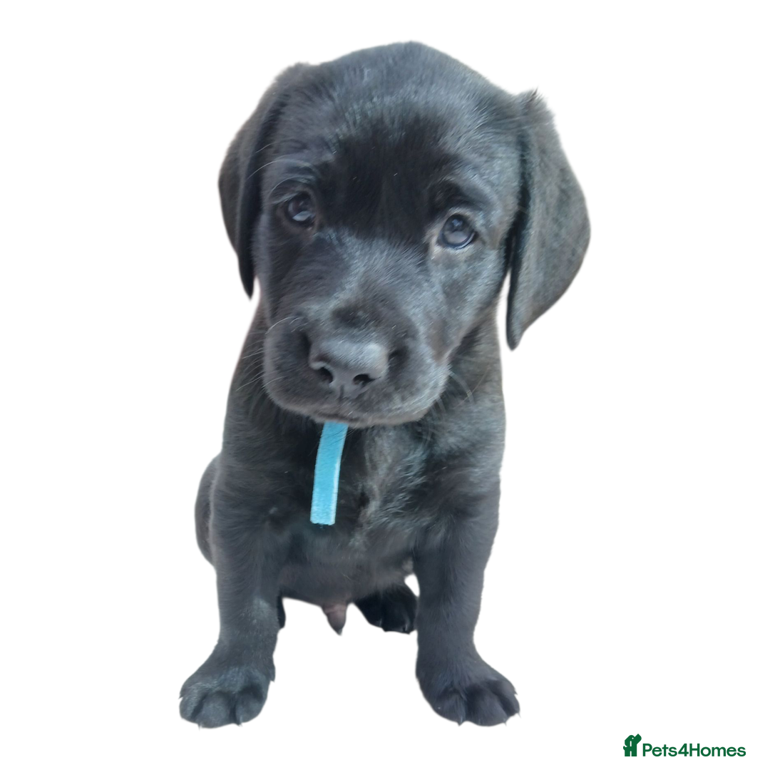 Labrador Retriever dogs for sale: KC Black Labrador Puppies - Image 3