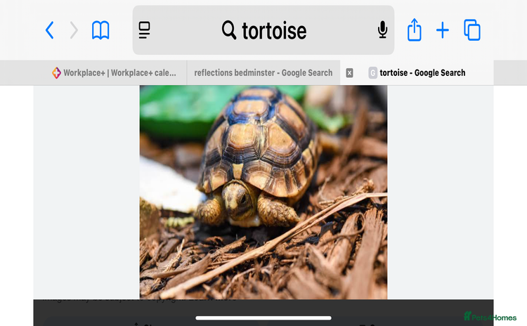 Tortoise reptiles - Advert 1