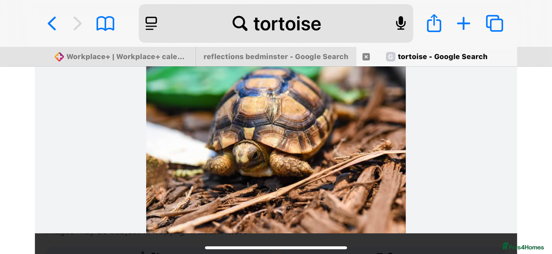 Tortoise reptiles for sale: Tortoise wanted - Image 1