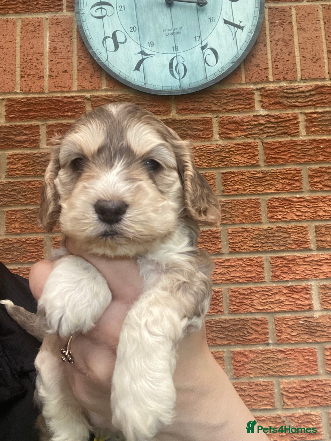 Cockapoo dogs for sale: Gorgeous F1 cockerpoo  - Image 6