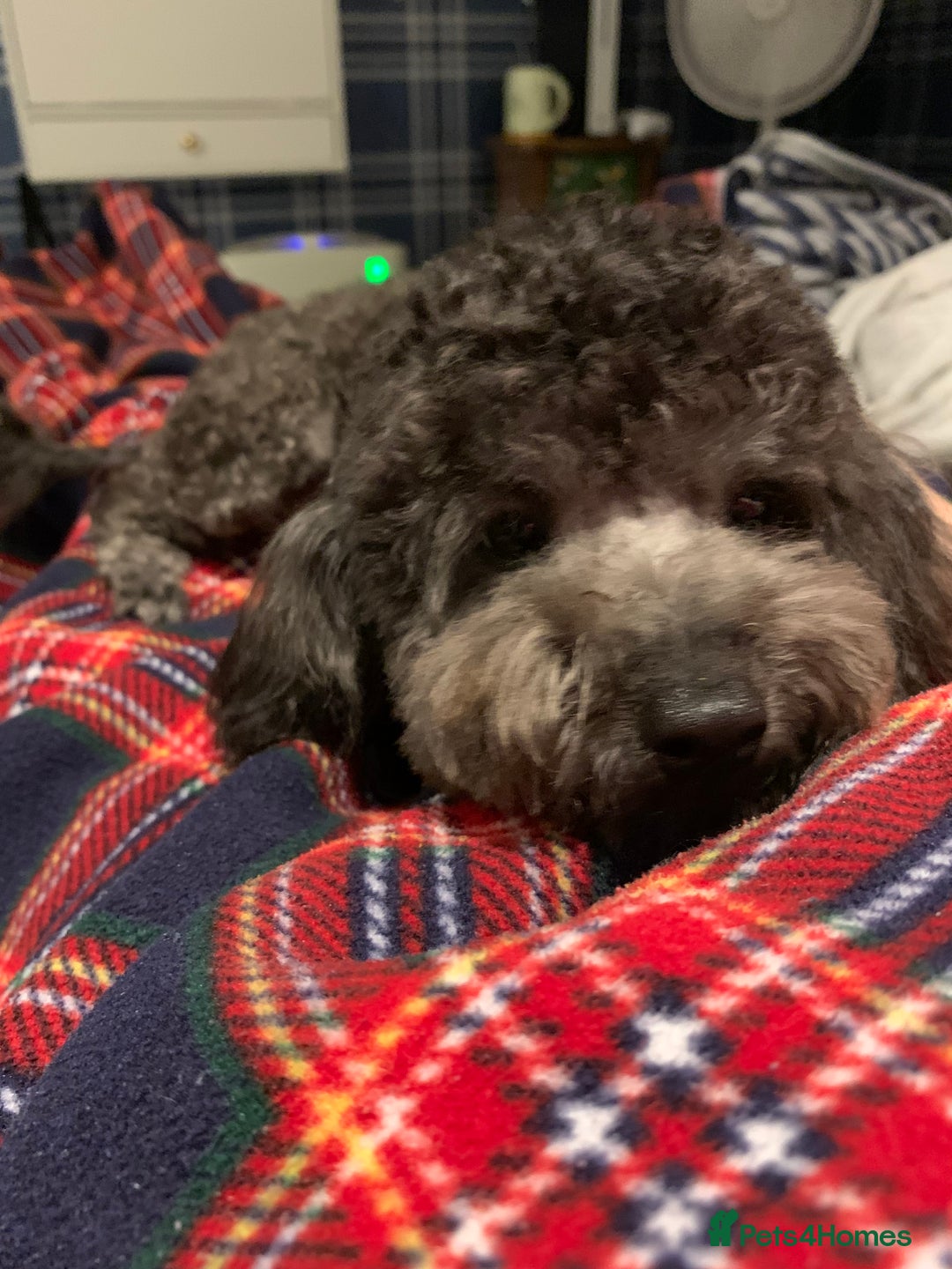 Toy Poodle dogs for sale: Asian Tiny Toy Poodle Boys (Light grey and Apricot in Romford - Image 9