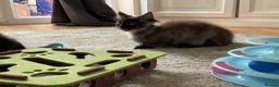 Maine Coon cats for sale: 2 Maine coon kittens  - Advert 10