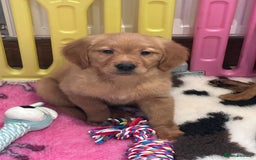 Golden Retriever dogs for sale: Ready to leave Working deep (red) puppies - Image 7