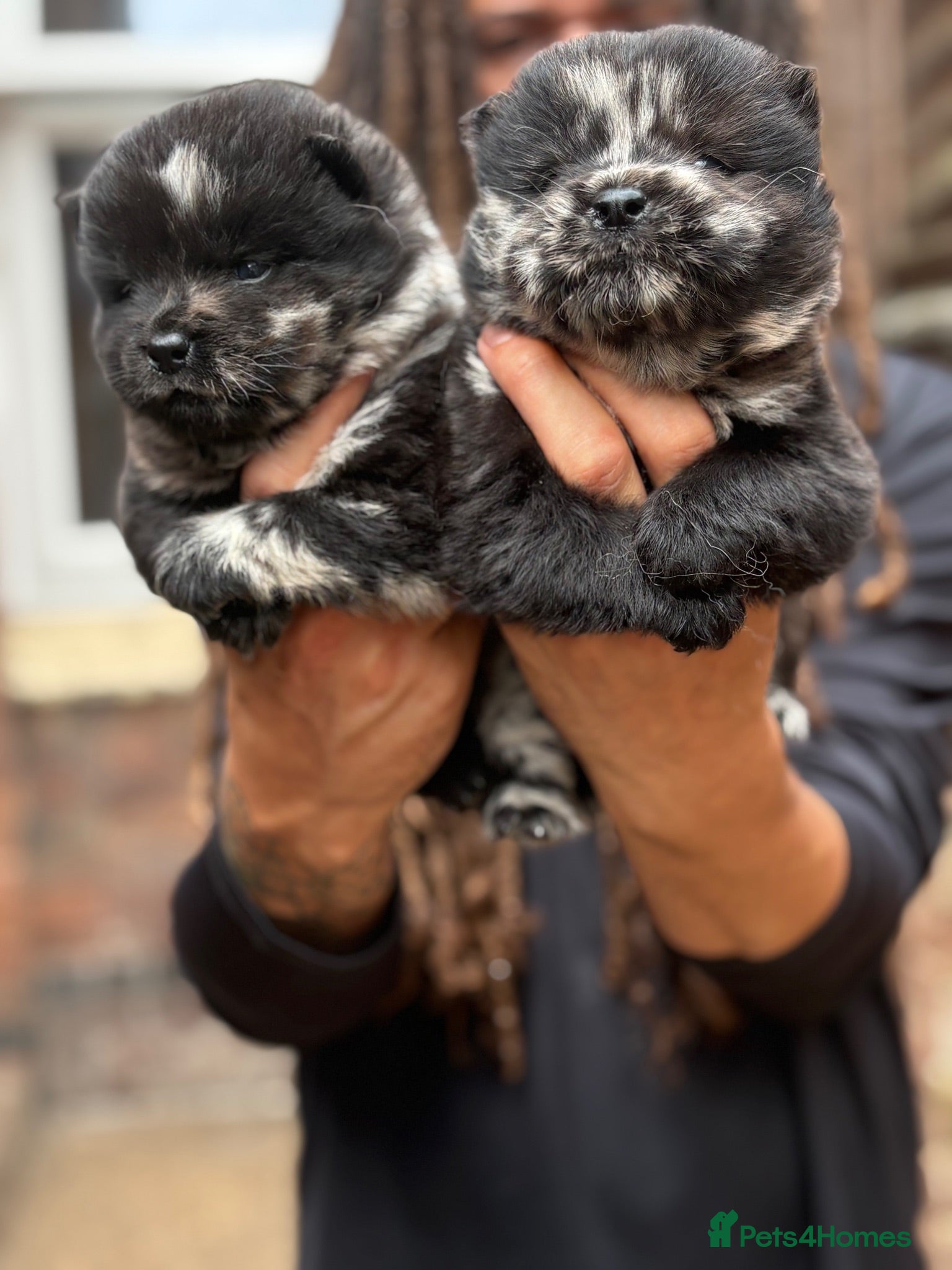 Chow Chow dogs Last 2 lilac boys and female Merle chow puppies  - Advert 2