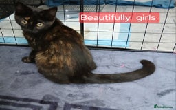 Bombay cats for sale: Three precious female kittens - Image 11