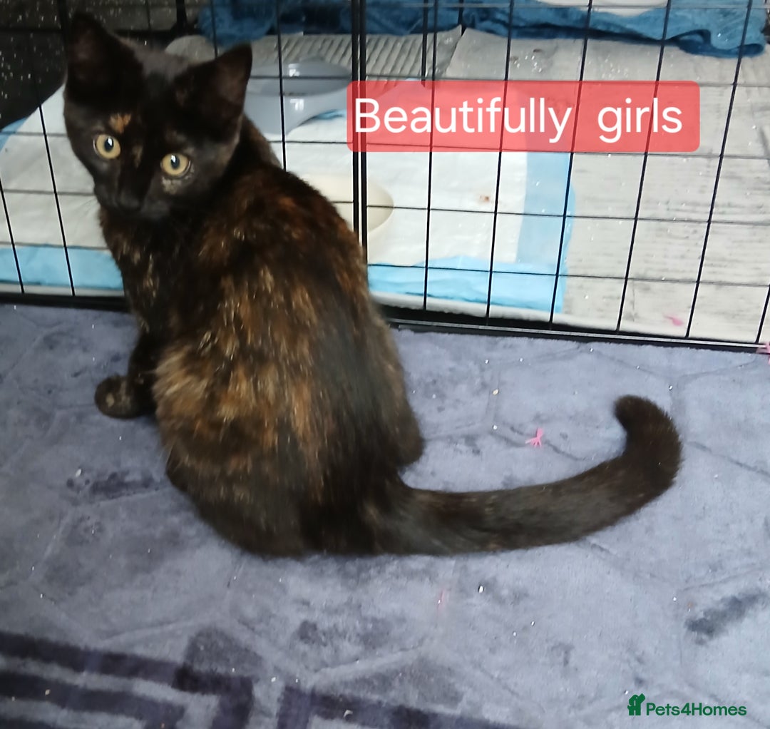 Bombay cats for sale: Three precious female kittens - Image 11