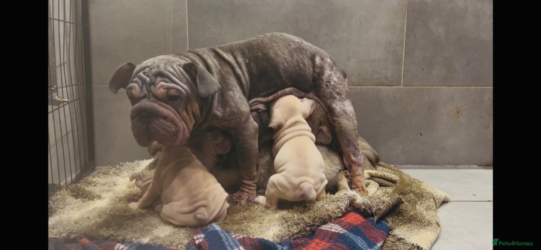 French Bulldog dogs for sale: French bulldog pink velvet fluffy  - Advert 4