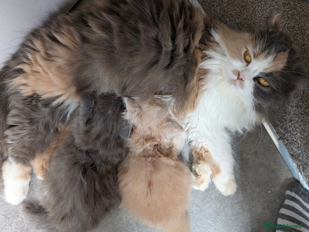 British Longhair cats for sale: UNREAL British Longhair Kittens TICA reg in Knottingley - Image 10