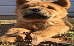 Chow Chow dogs for sale: STUNNING KC REGISTERED CHOW CHOW PUPPIES  - Image 3