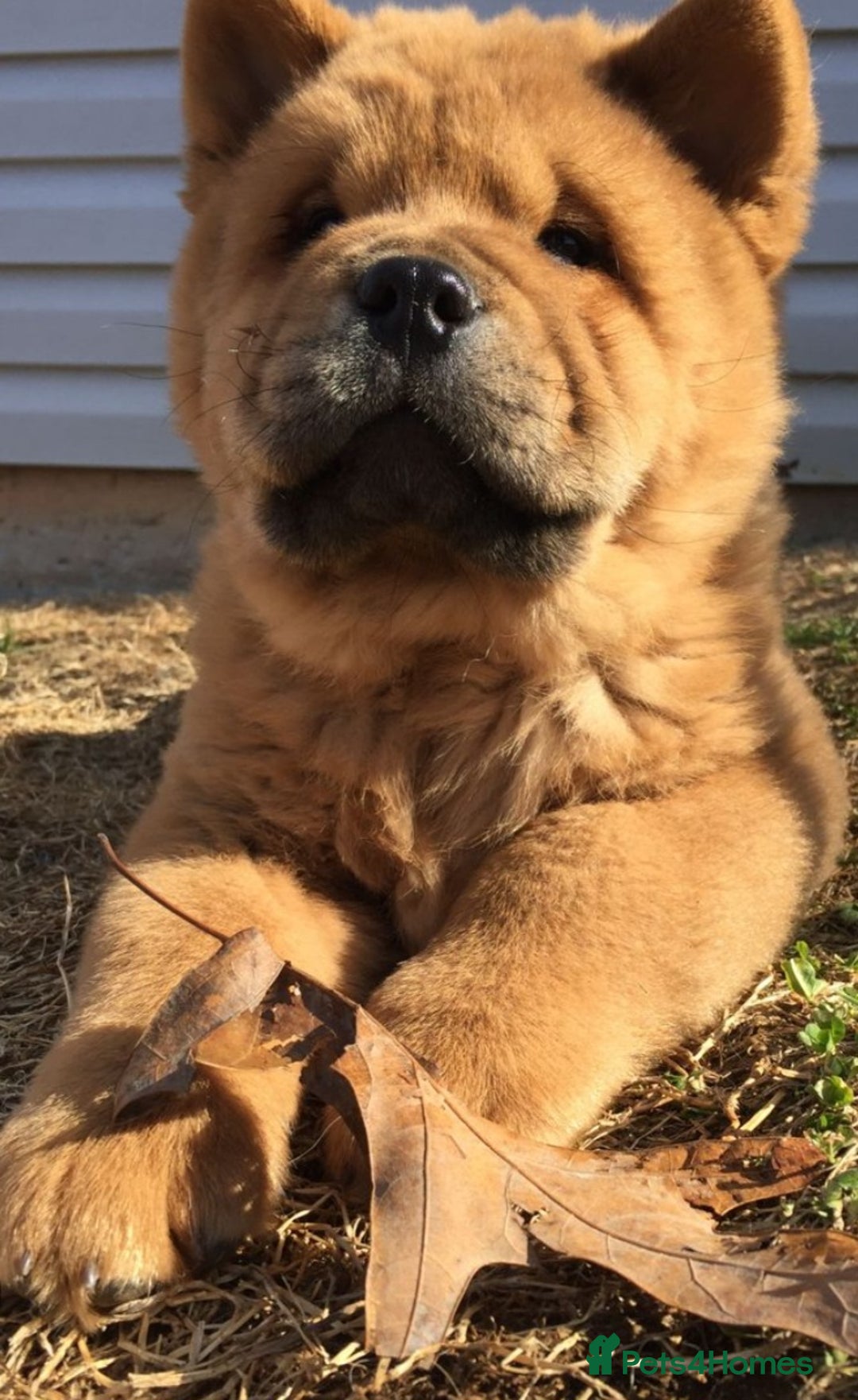 Chow Chow dogs for sale: STUNNING KC REGISTERED CHOW CHOW PUPPIES  - Image 3