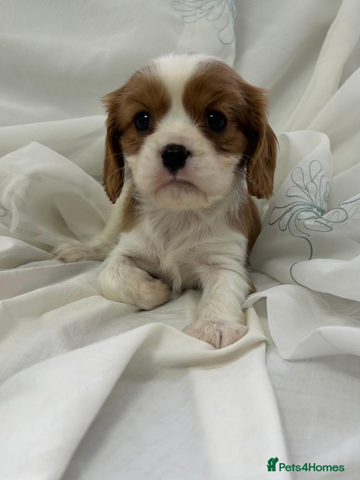 Cavalier King Charles Spaniel dogs King Charles cavaliers  - Advert 1