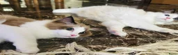 Ragdoll cats for sale:  Tica registered full pedigree ragdolls - Advert 7