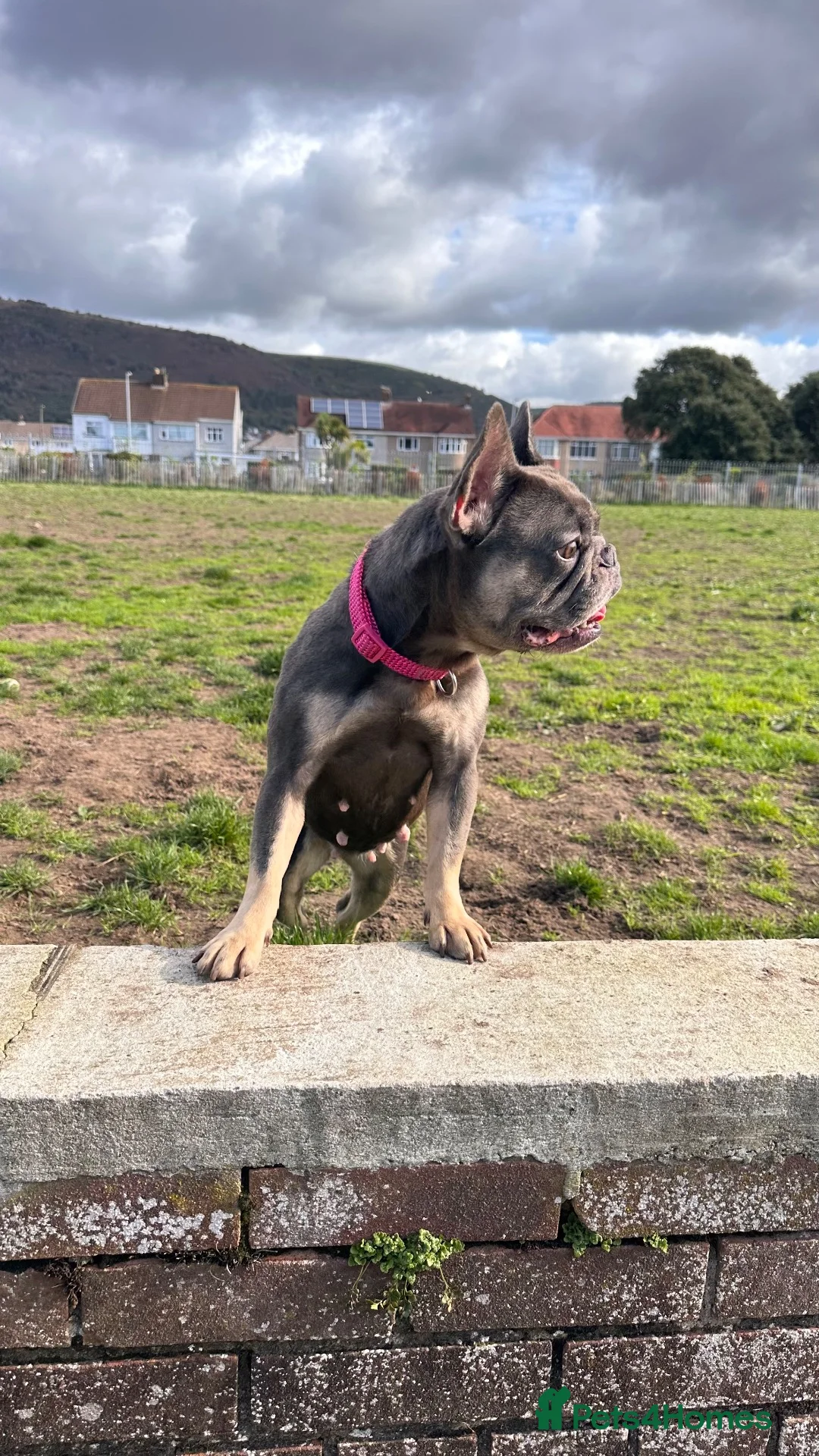 French Bulldog dogs for sale: Forever home for Honey  - Advert 2