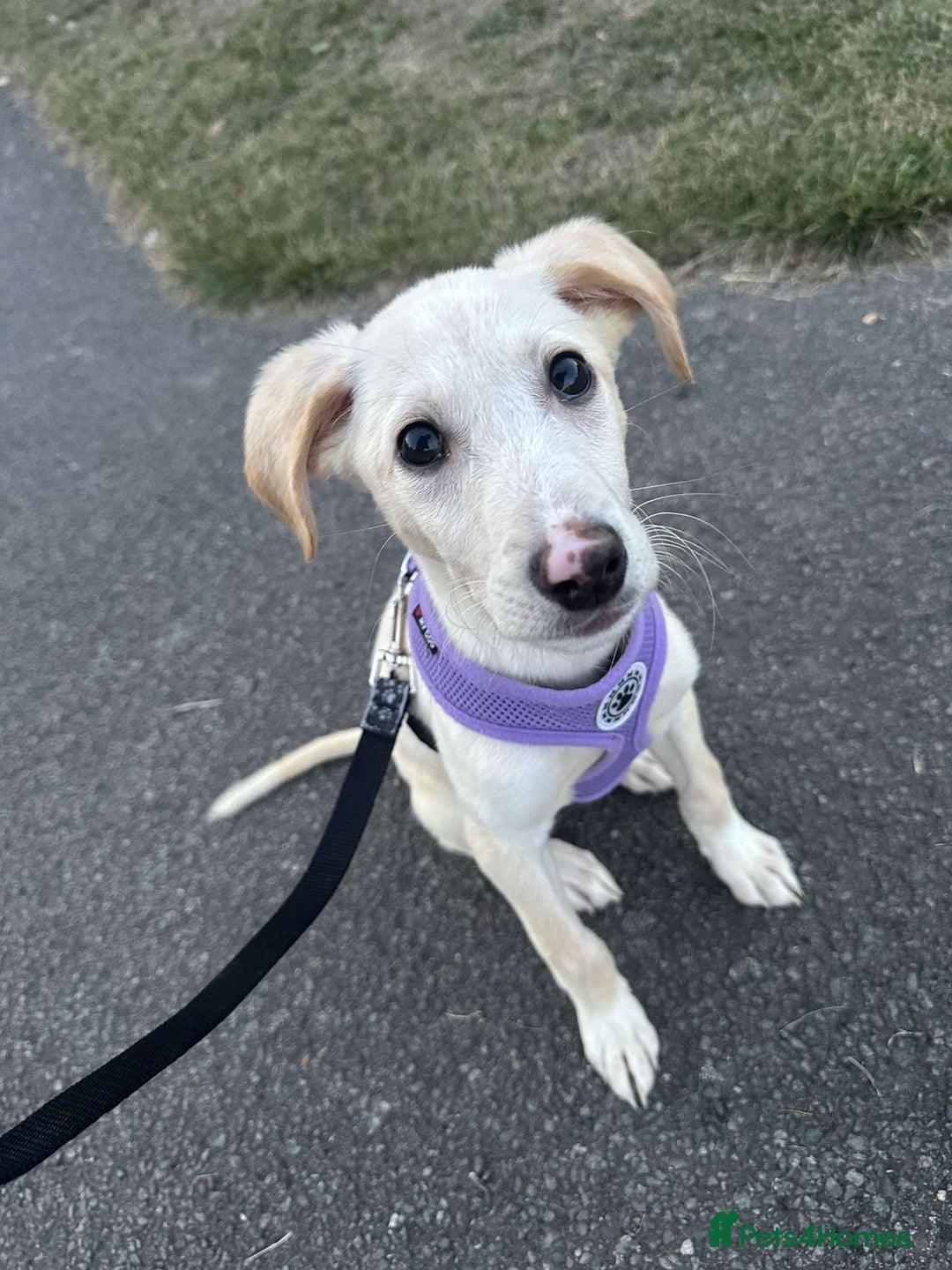 Goldador dogs for sale: Murphy  - Image 2