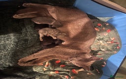 Mixed Breed cats for sale: Kittens Grey and Black - Image 7