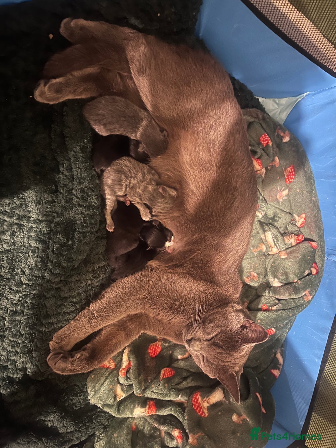 Mixed Breed cats for sale: Kittens Grey and Black - Image 7