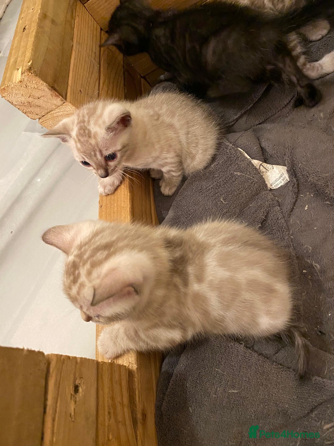 Bengal cats for sale: 🔥✨ Pedigree TICA-Registered Bengal Kittens - Image 5