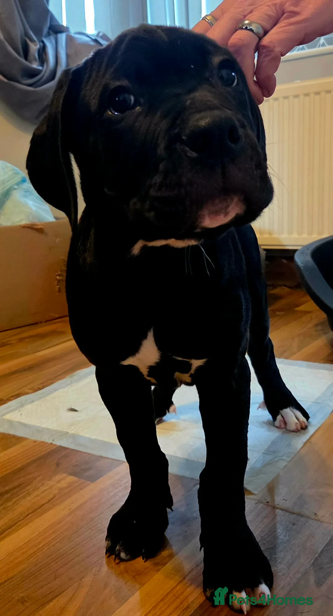 Cane Corso dogs for sale: Merle and brindle cane corso - Advert 5