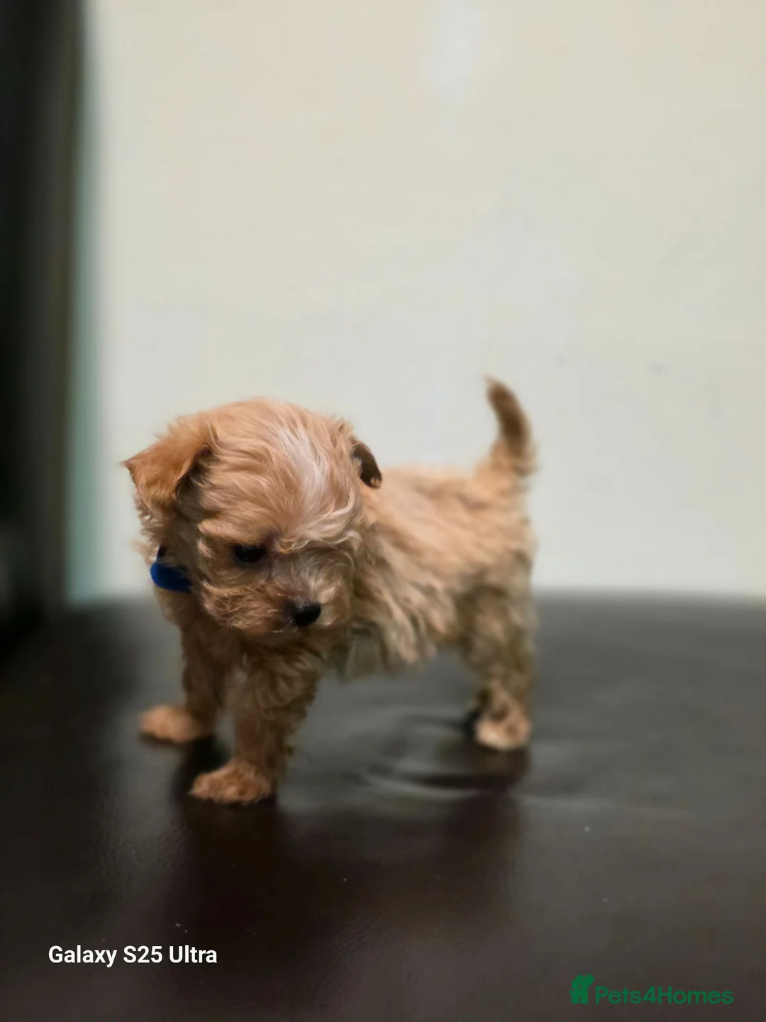 Maltipoo dogs for sale: F1 Adorable Maltipoo Puppies  - Advert 2