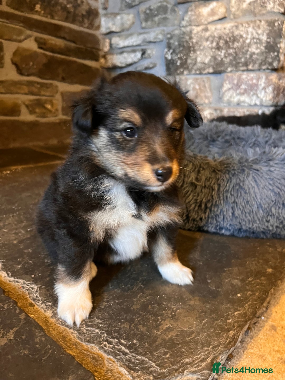 Shetland Sheepdog dogs for sale: Shetland sheepdog puppies  - Advert 4