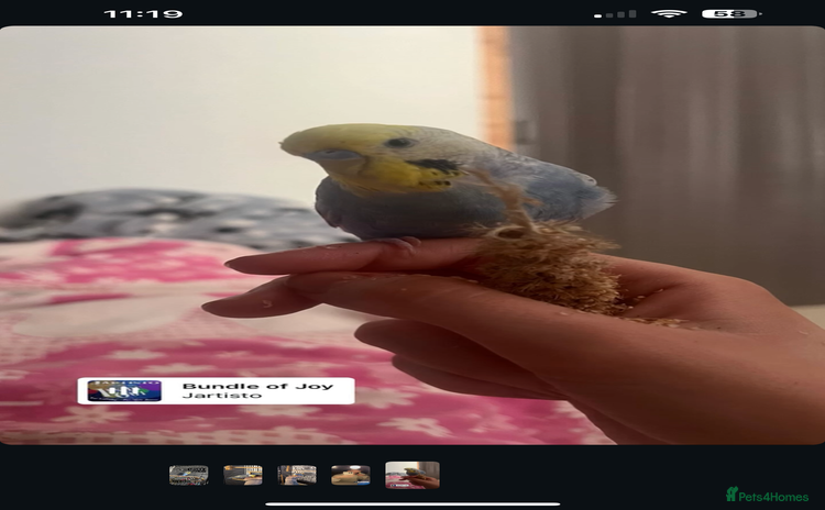 Budgerigars birds - Advert 4