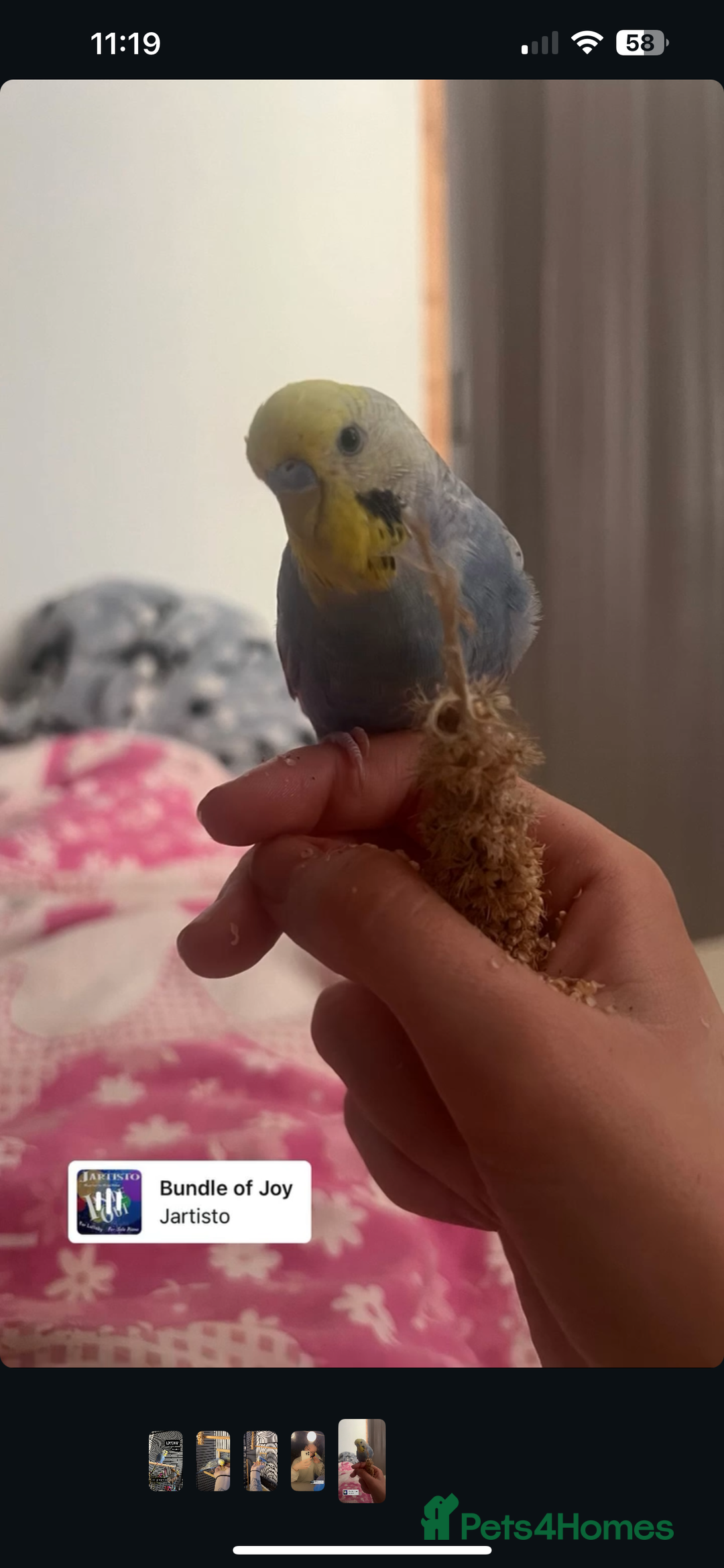 Budgerigars birds for sale: 1 year old budgie  - Image 1