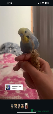 Budgerigars birds - Advert 7