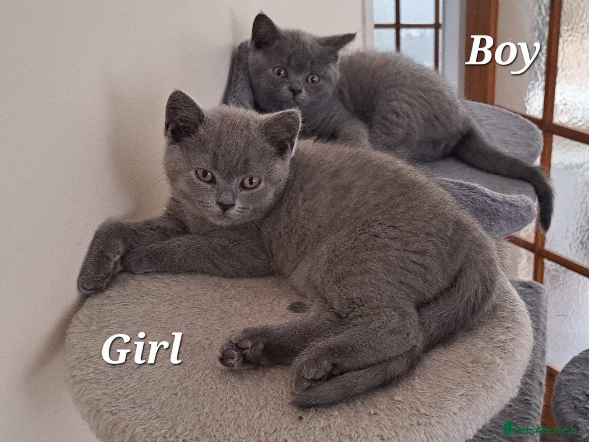 British Shorthair cats for sale: British Shorthair KITTEN Girl is available 😸 😸 - Advert 3