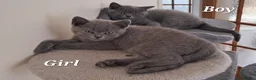 British Shorthair cats for sale: British Shorthair KITTEN Girl is available 😸 😸 - Advert 1