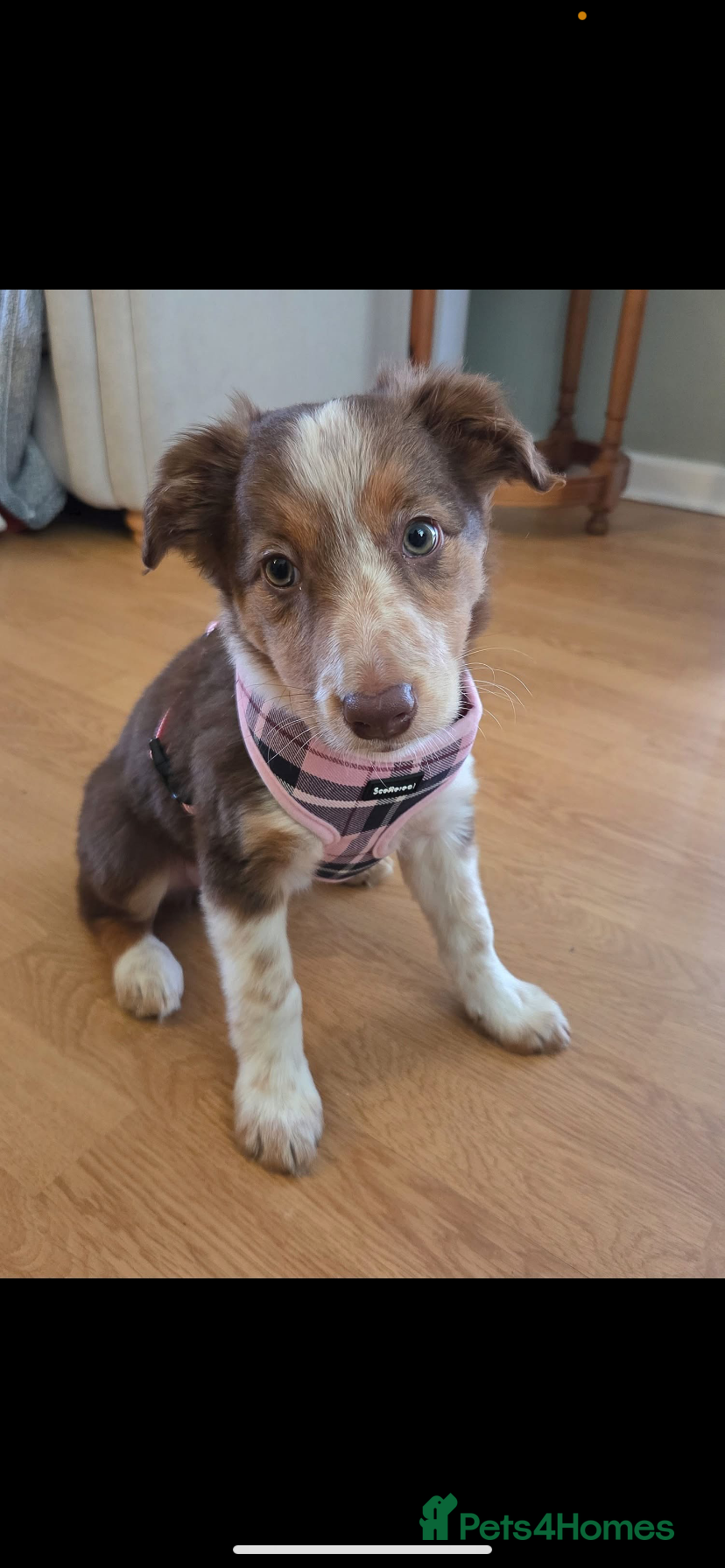 Border Collie dogs Brown and White Border Collie Puppy  - Advert 15