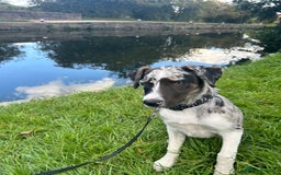 Mixed Breed dogs for sale: Border collie x Labrador Puppy  - Image 6