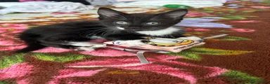 Mixed Breed 1