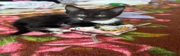 Mixed Breed cats for sale: Kitty girl  - Advert 2