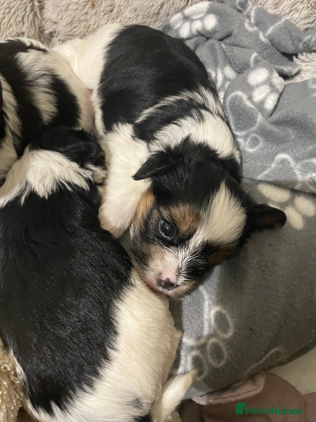 Biewer Terrier dogs for sale: Biewer Terrier Puppies - Advert 28