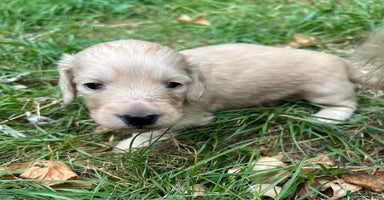 Miniature Dachshund dogs - Advert 2