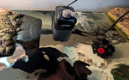 Turtle reptiles for sale: 2 Musk Turtles and 40 gallon tank set up - Image 8